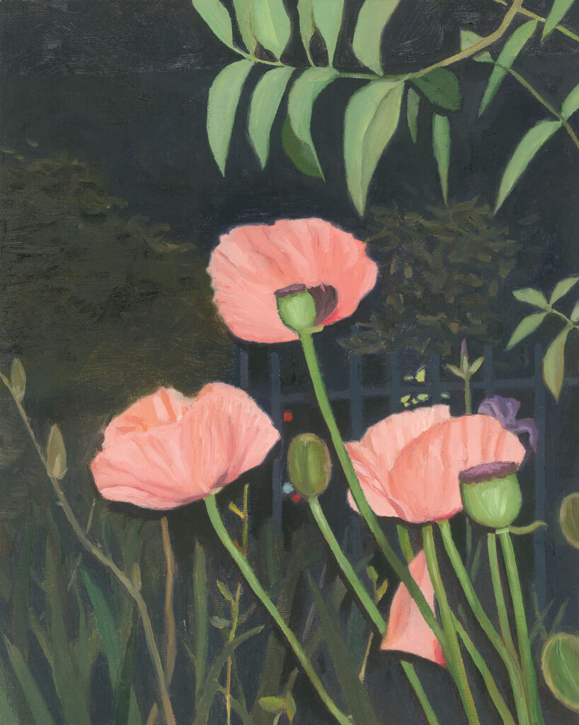 papaver orientale rosacryl