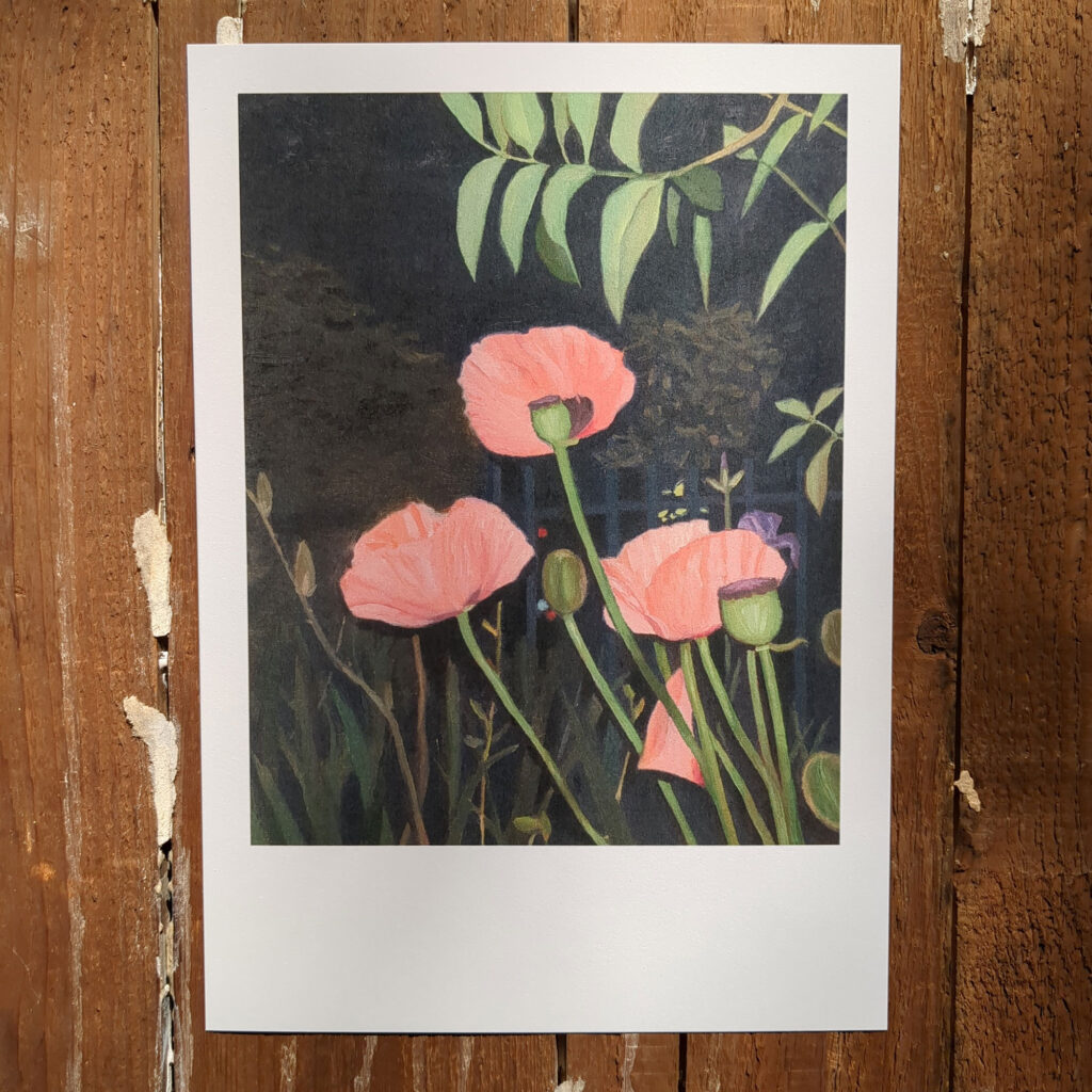 papaver orientale rosacryl