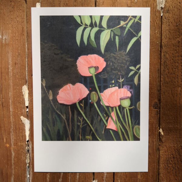 papaver orientale rosacryl